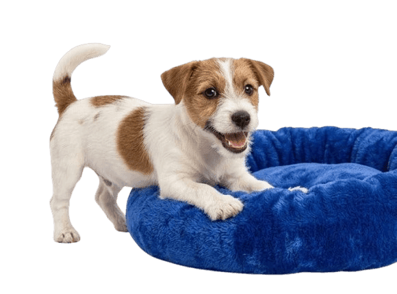 Royal blue Bed