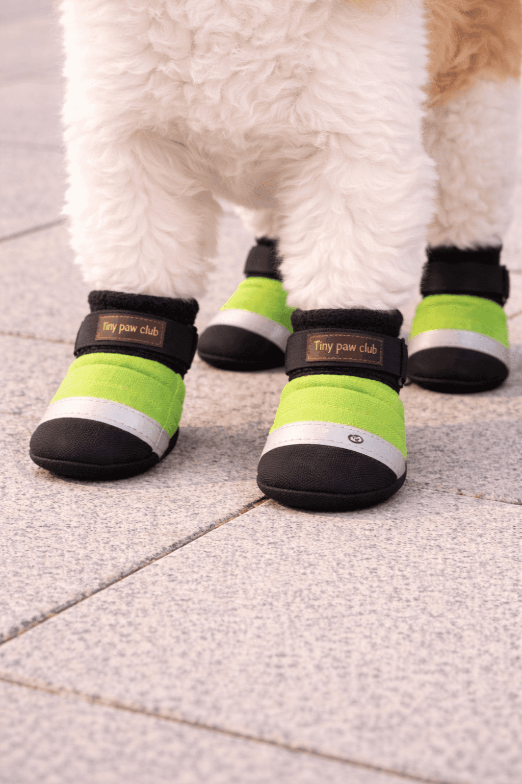 Neon PawGuard Dog Socks