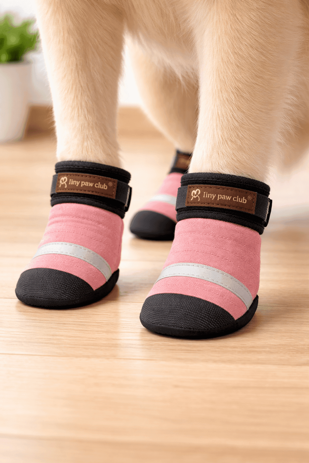 ComfortGuard Paw Socks