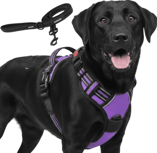 Voilet Colour Body harness